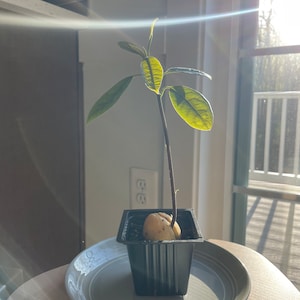 Avocado Seedling Plant