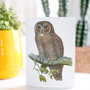 Owl Greeting Cards Set of 3, Gift for Owl Lover, Spotted Wood Owl, Nature Lover Card, Thinking of You Card, Wedding Thank Yous