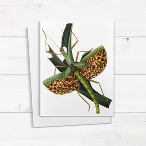 Giant Mantis Greeting Cards Set of 10, Insect Stationery, But Note Cards, Entomology Cards, Nature Lover Card, Thank You Cards A2 (QTY 10)