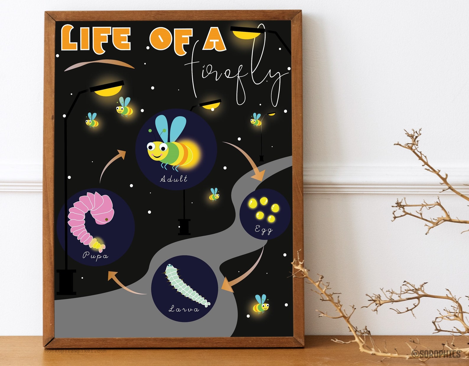 Firefly Life Cycle Study Lighting Bugs Digital Print Poster - Etsy