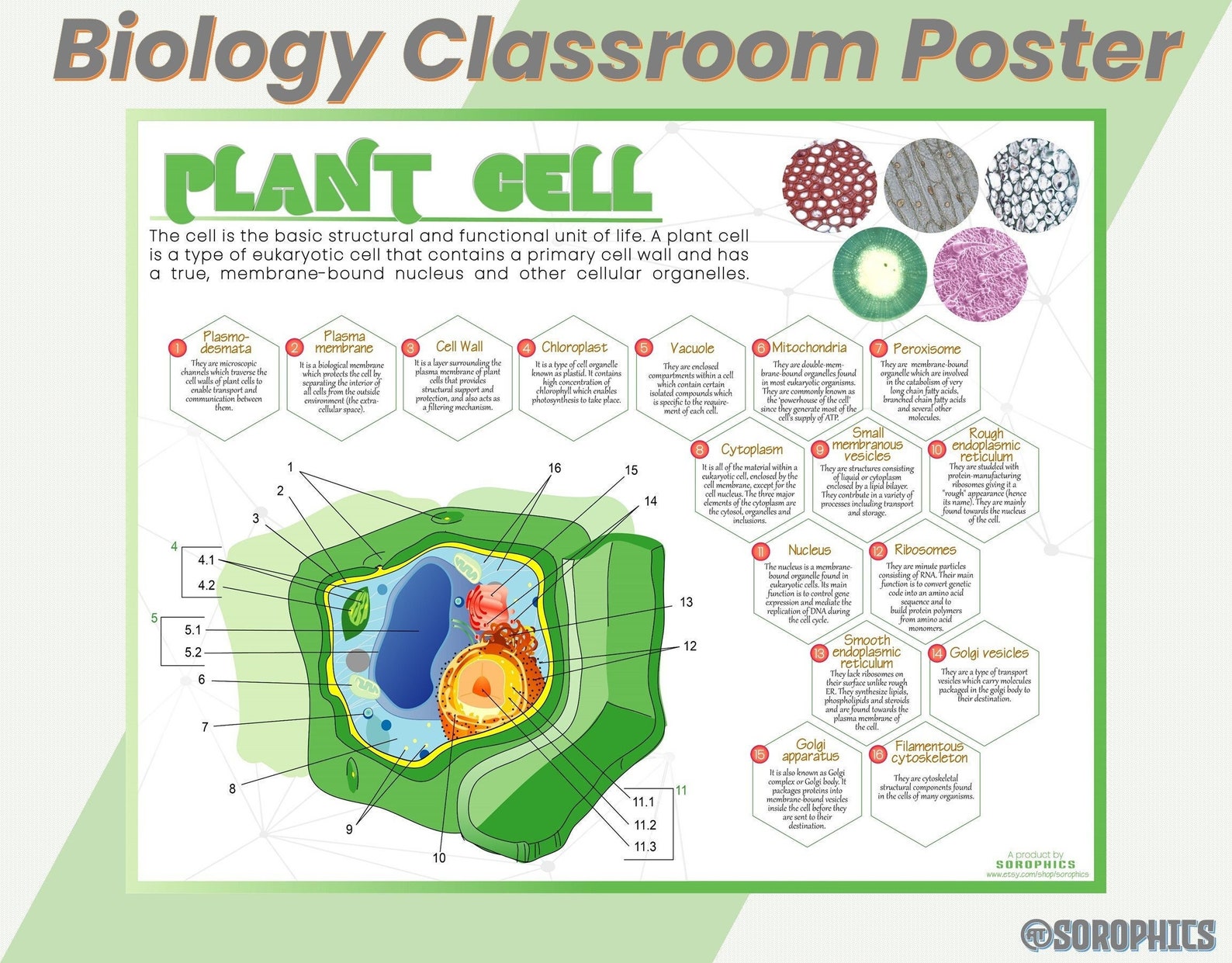 poster presentation biology