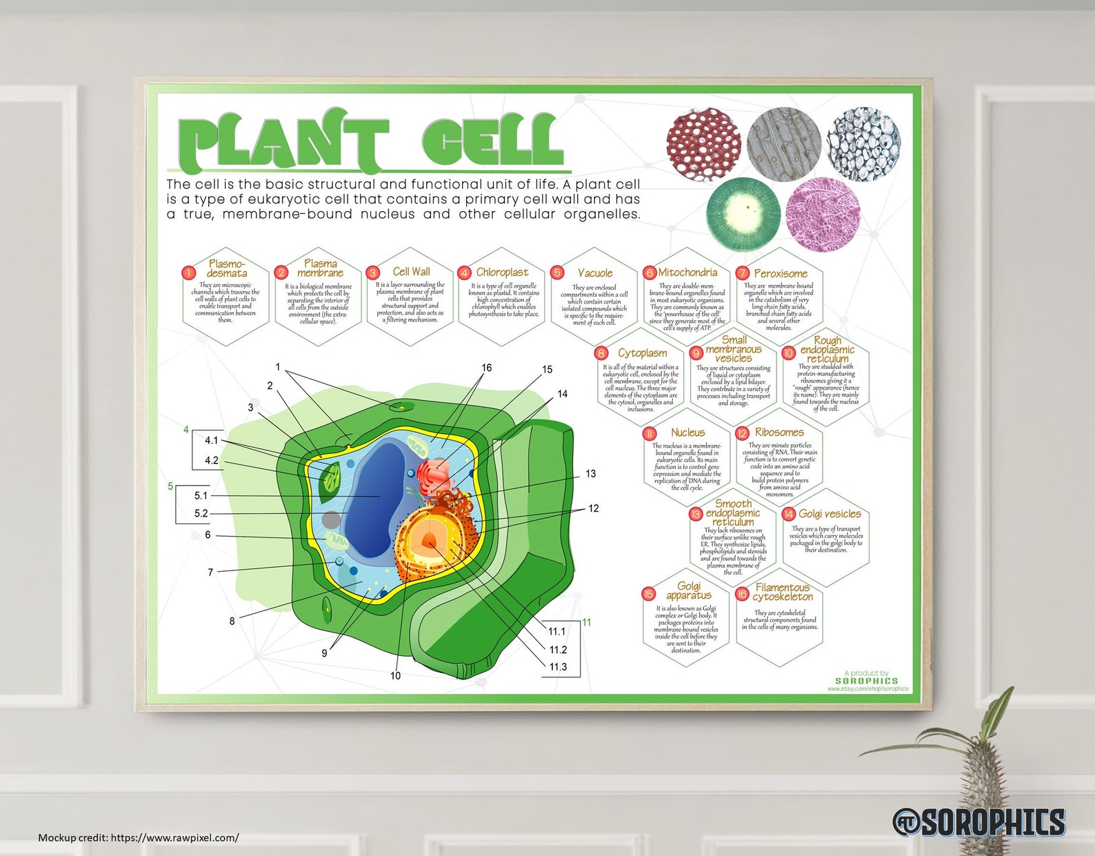 Biology Classroom Poster Printable Science Poster Biology Etsy UK