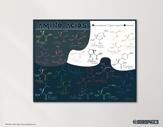 Amino Acid Poster Printable Medical Poster Organic Chemistry | Etsy