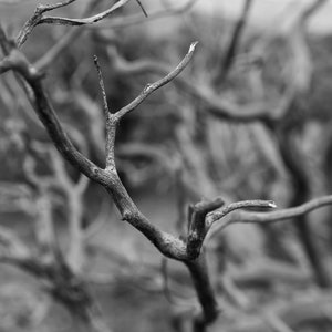 tree branch twister, digital download