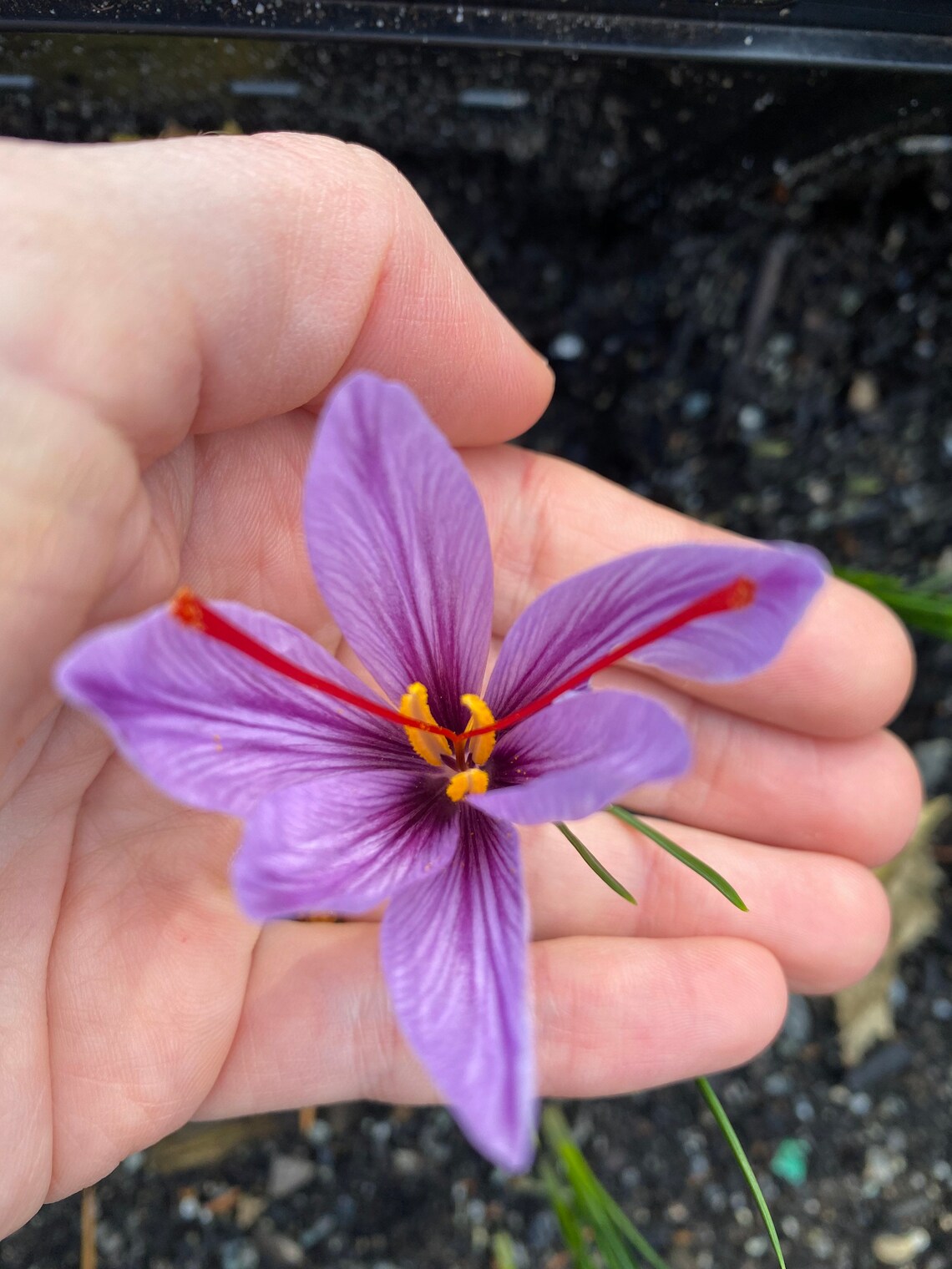 Live Rooted Organic Saffron plants Grow Your Own Saffron Etsy