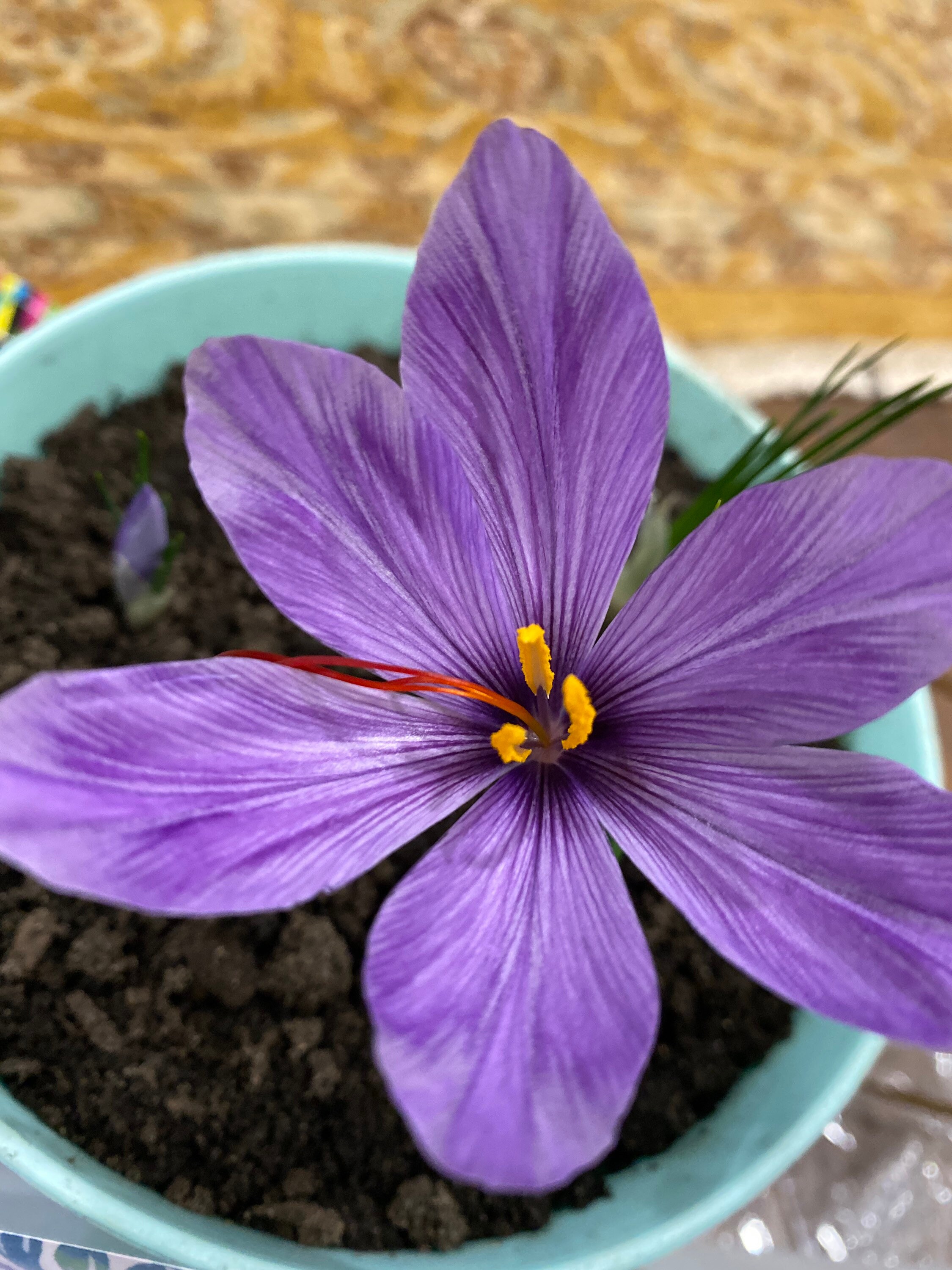 Live Rooted Organic Saffron plants Grow Your Own Saffron Etsy