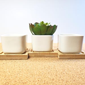 May include: Three white ceramic square planters on bamboo trays. One planter holds a green succulent. The planters are arranged on a light brown surface. The background is a gradient of white and light blue.