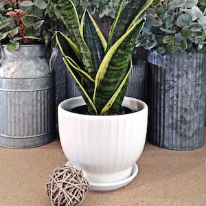 May include: A white, ribbed ceramic planter with a snake plant, featuring green and yellow striped leaves. The planter sits on a matching saucer. Two galvanized metal vases with greenery are in the background, along with a decorative woven ball.