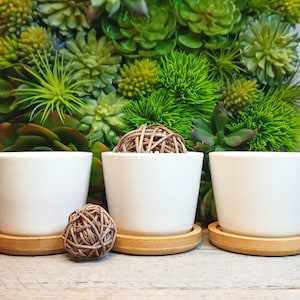 May include: Three white ceramic plant pots with bamboo saucers, and a decorative woven ball. The background features a variety of green succulents. The pots are empty, ready for planting. The image is well-lit and suitable for showcasing home decor.