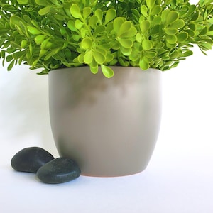 May include: A potted plant with bright green foliage in a taupe-colored ceramic pot. Two smooth, dark gray stones rest at the base of the pot. The plant and pot are set against a white background, creating a clean, modern aesthetic.