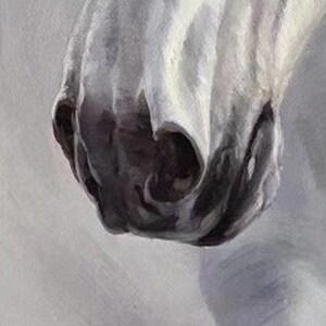 Op de afbeelding: Close-up van de neus van een wit paard, met de neusgaten en de getextureerde huid rond de snuit.