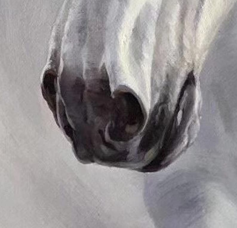 Op de afbeelding: Close-up van de neus van een wit paard, met de neusgaten en de getextureerde huid rond de snuit.
