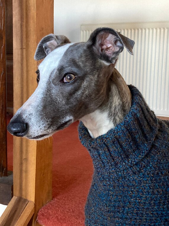 Jumper for Whippets or Sight Hounds - Medium - Etsy