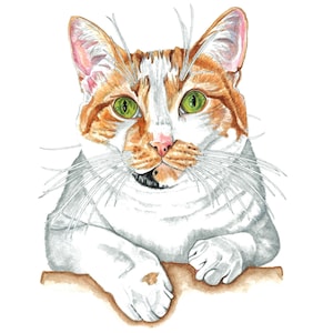 May include: Watercolor illustration of a cat with orange and white fur, green eyes, and long whiskers. The cat is depicted from the chest up, resting its paws on a brown surface. The artwork has a detailed, realistic style.