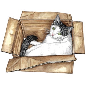 Cartão de gato, cartão de felicitações de gato branco, cartão de gato branco, cartão para amantes de gatos, cartão interno em branco, cartão de aniversário de gato branco, arte de gato, cartão de gato em caixa