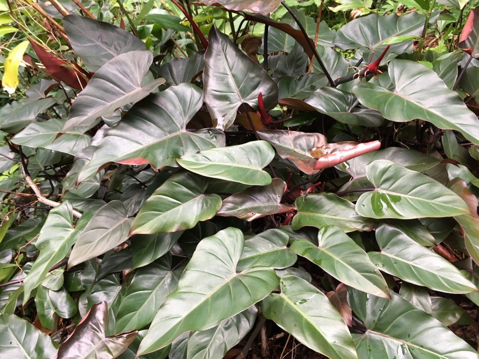 Live plant Philodendron sp. cv. Bloody Mary nice sized Etsy