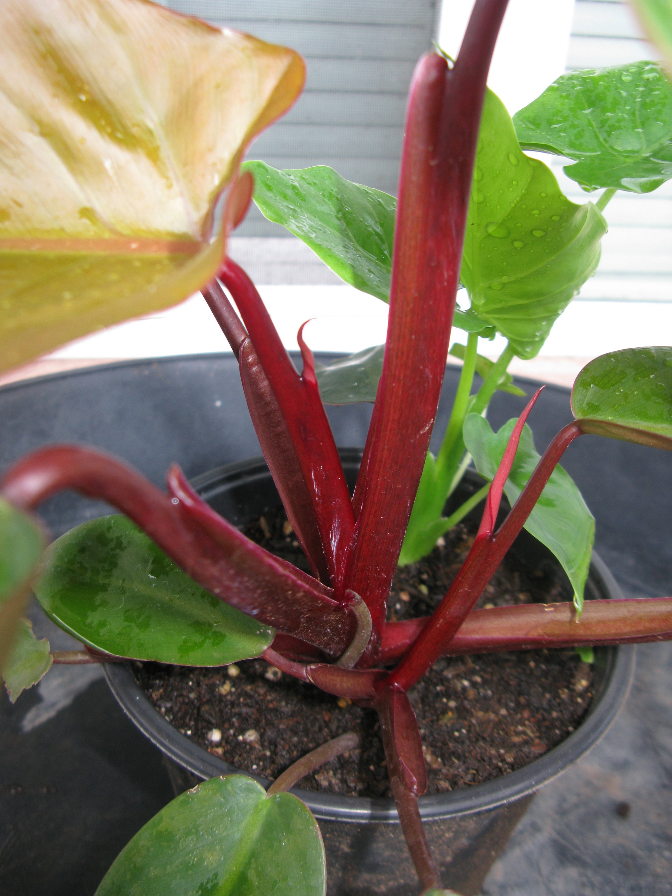 Live plant Philodendron sp. cv. Bloody Mary nice sized Etsy