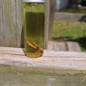 May include: A small glass bottle with a silver lid filled with a yellow liquid and a brown twig inside.