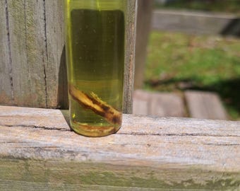 Master Root Oil
