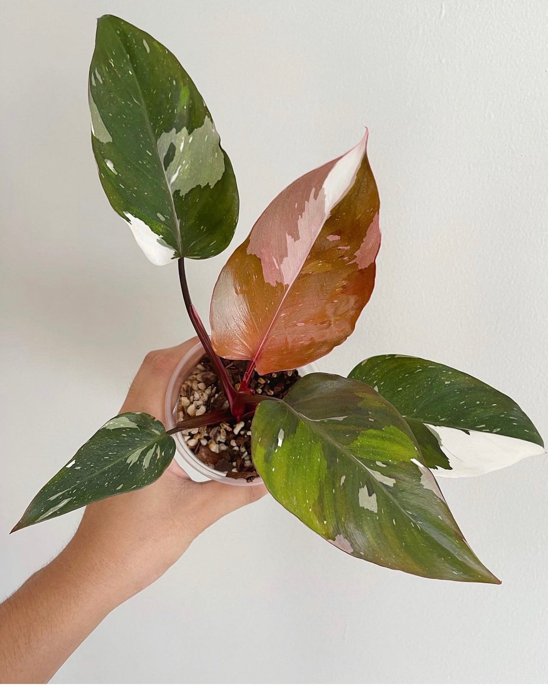 Philodendron Red Anderson Variegated
