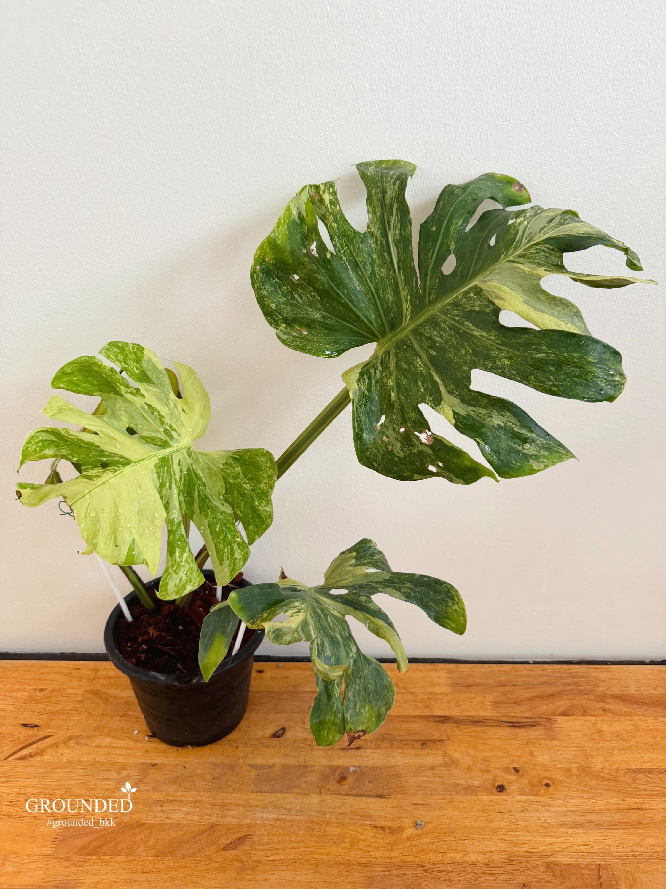 Monstera oceana - Etsy 日本