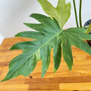 Philodendron Radiatum Variegated image 3