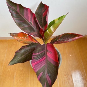 1x Tissue Culture Nono Banana (Musa Pink Variegated)