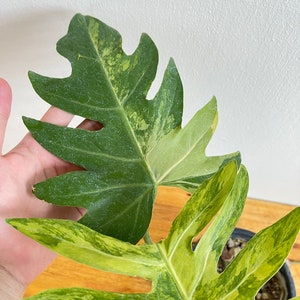 Philodendron Radiatum Variegated image 7