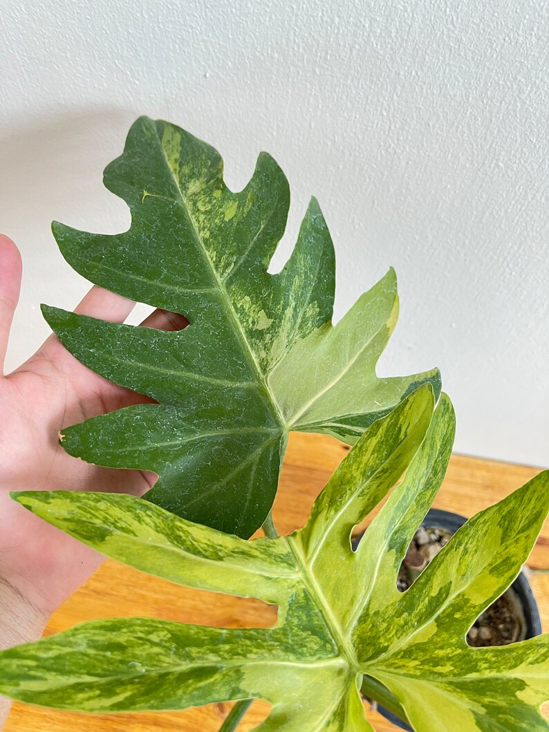 Philodendron Radiatum Variegated image 7