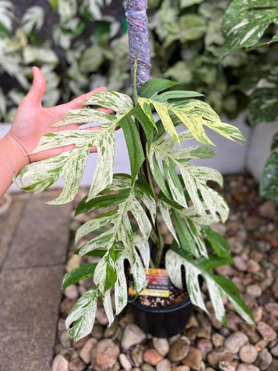 Epipremnum Pinnatum Marble Variegated (mature Form) - Etsy