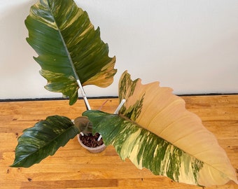 Philodendron caramel marble (Large size)