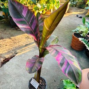 Nono Banana ( Musa Pink Variegated)