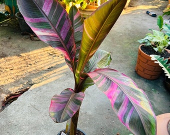 Nono Banana ( Musa Pink Variegated)