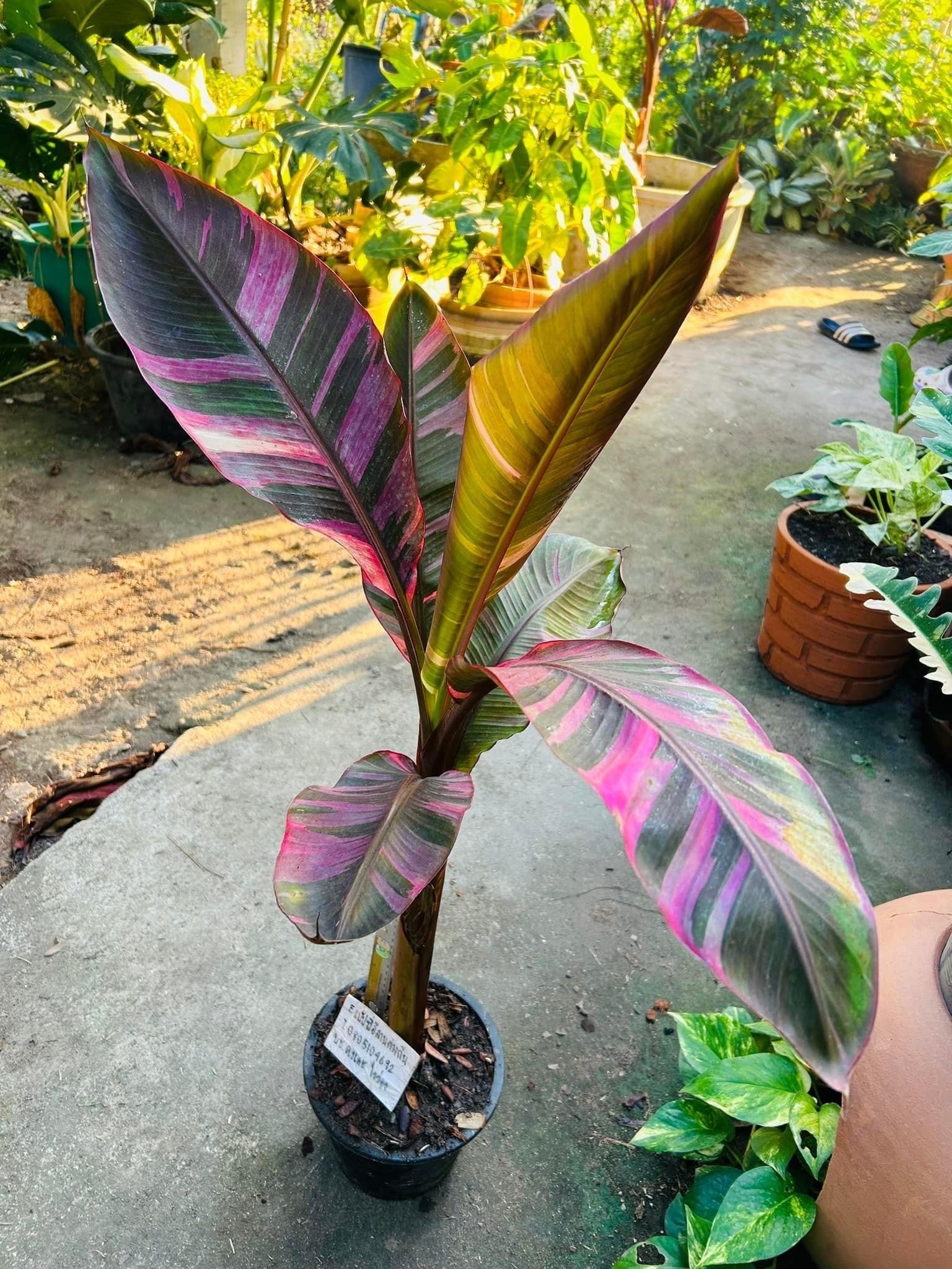 Musa banana nono variegata – Welovetropicalplants