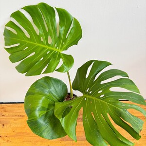 以下が含まれることがあります： 大きな切れ込みのある葉を持つ、鮮やかな緑色のモンステラ。 黒い鉢植えで、木の表面に置かれています。 葉は光沢があり、鮮やかで健康的な緑色をしています。 人気の観葉植物です。