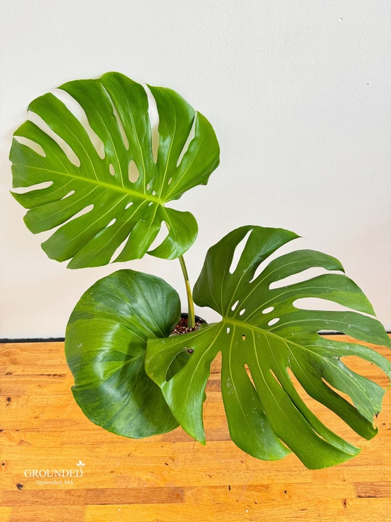 Rare Monstera Deliciosa Green on Green - Etsy