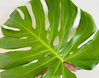 Rare Monstera Deliciosa Green on Green - Etsy