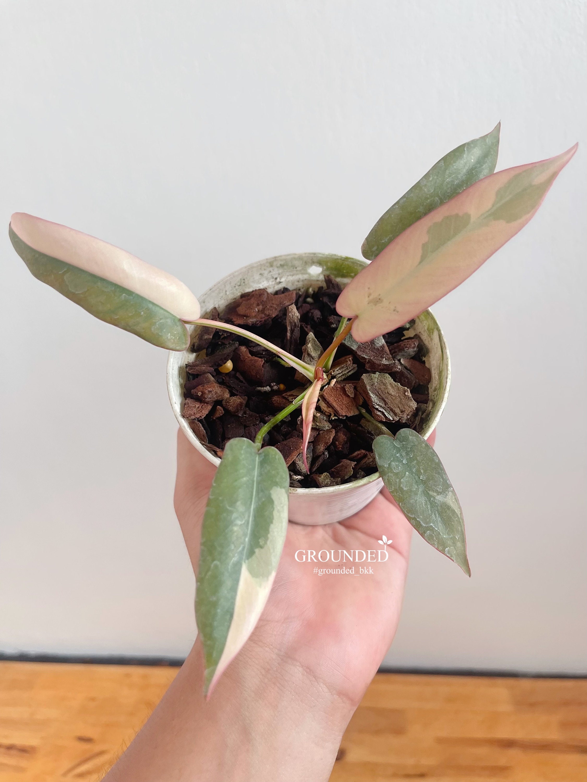 珍しいフィロデンドロン アタバポエンセ 斑入り - Etsy 日本