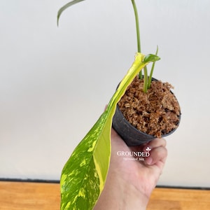 Philodendron joepii variegated