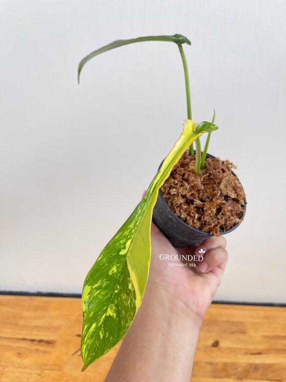 Philodendron Joepii Variegated - Etsy