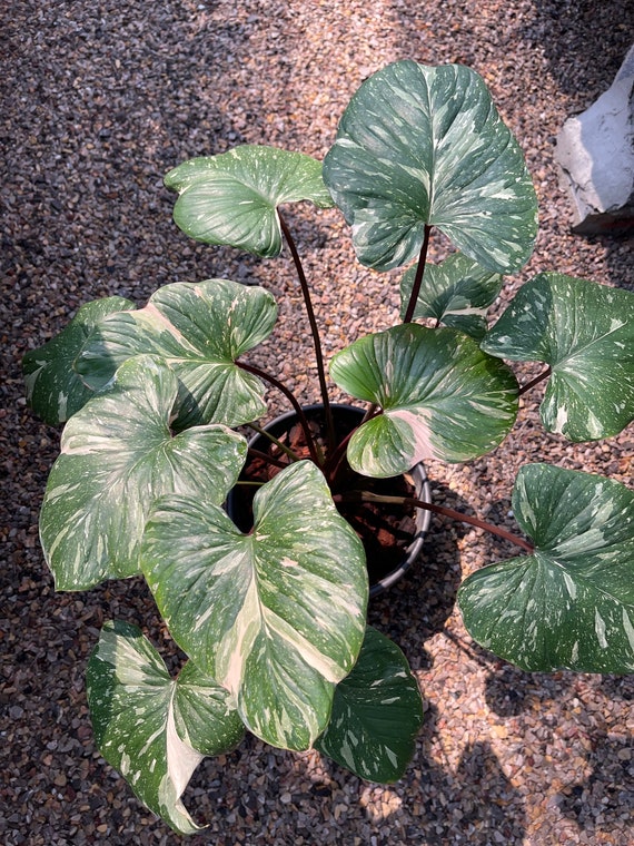 1x Homalomena Rubescens Variegated - Etsy Canada