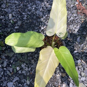 1x Philodendron whipple way