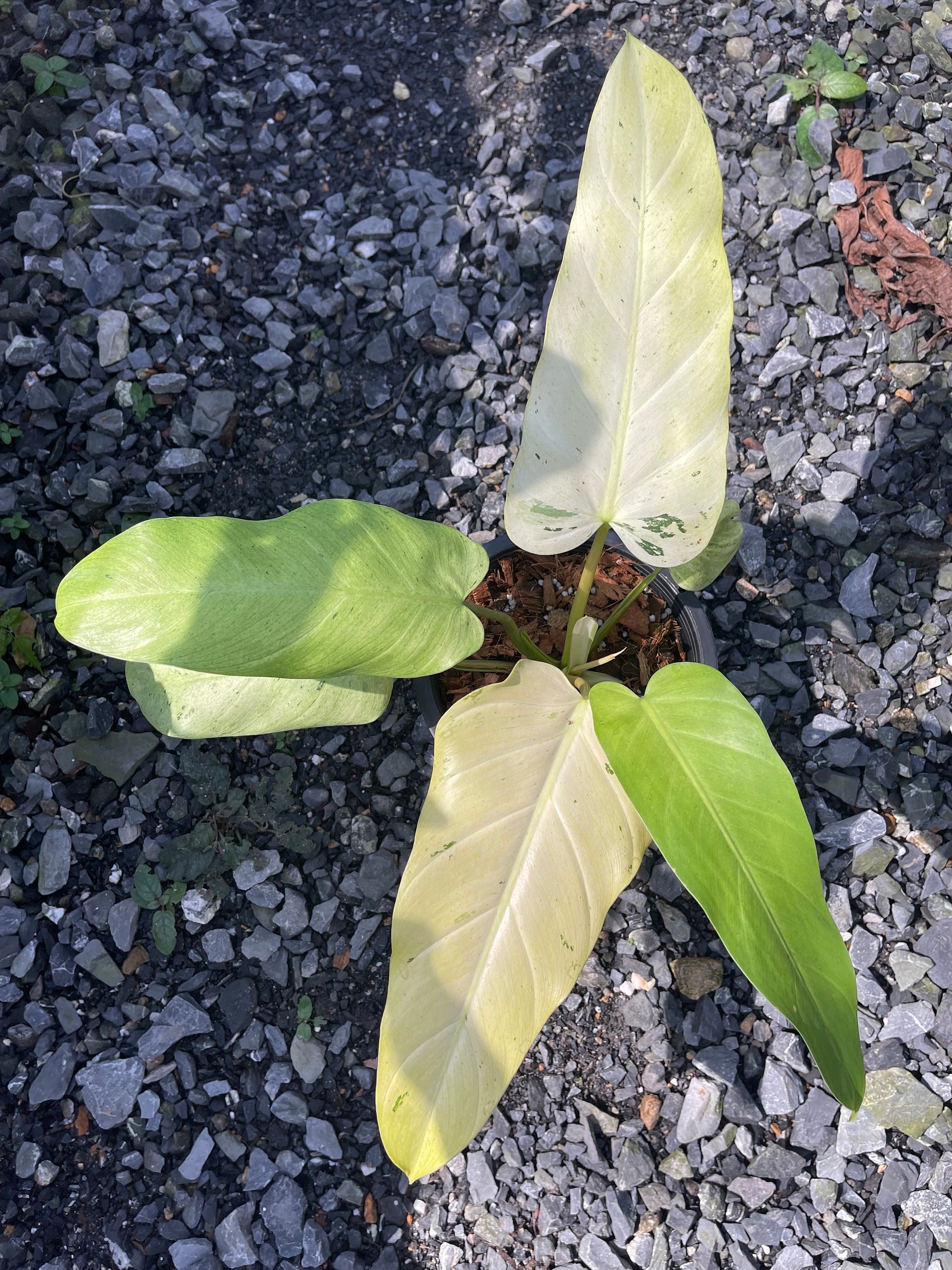 Whipple way philodendron - Etsy 日本
