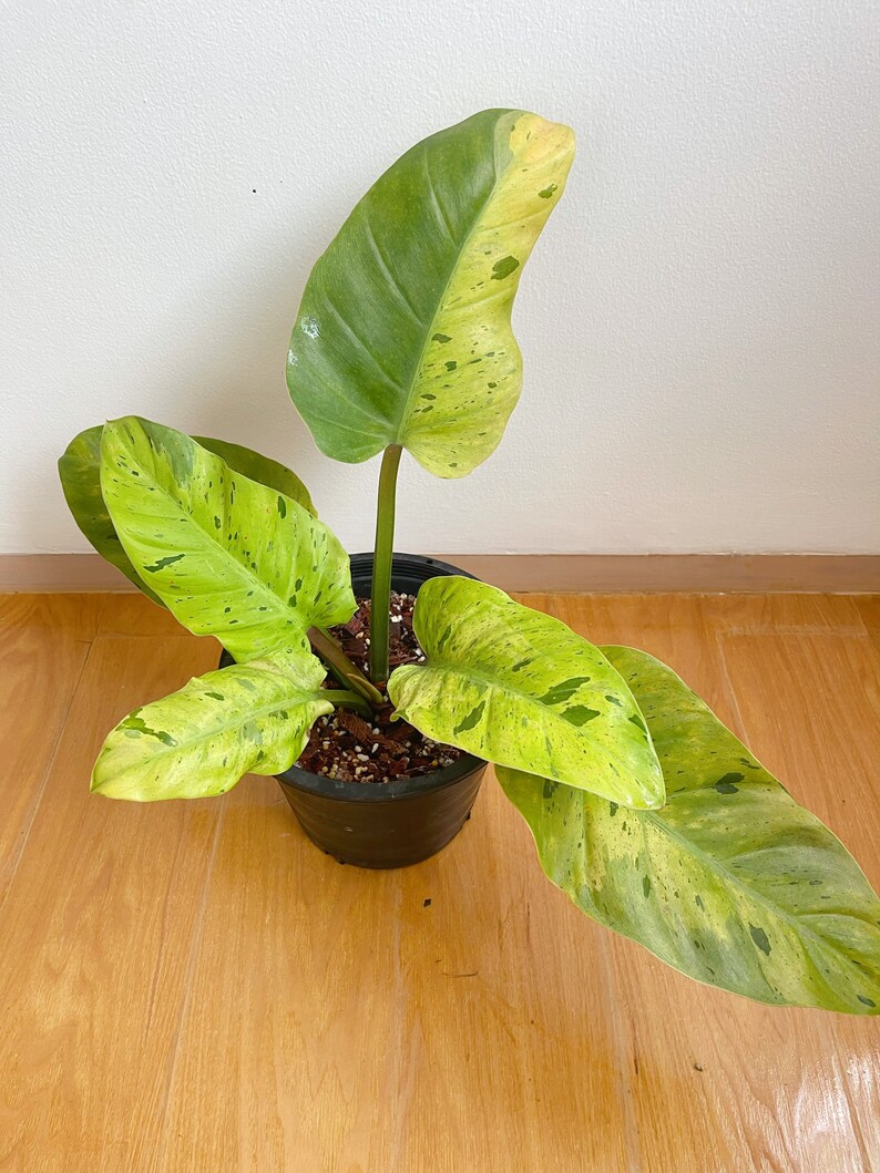 Rare Philodendron Ruaysap Variegated Free Shipping - Etsy Finland