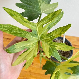 Philodendron Radiatum Variegated image 4