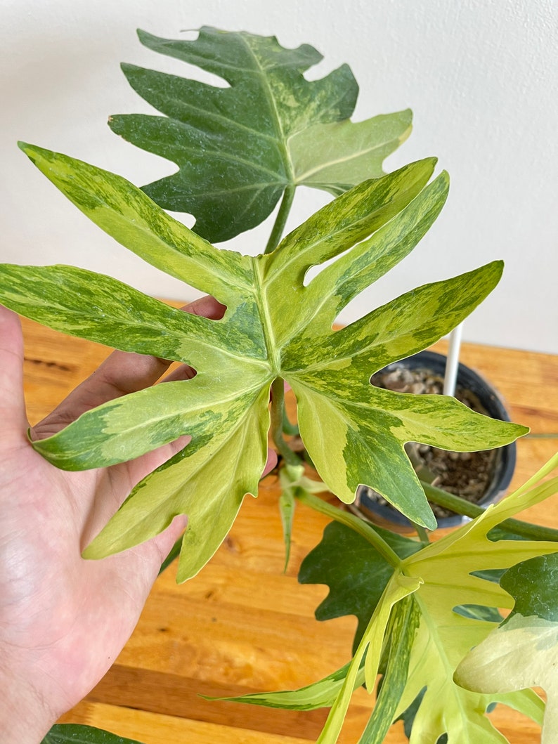 Philodendron Radiatum Variegated image 4