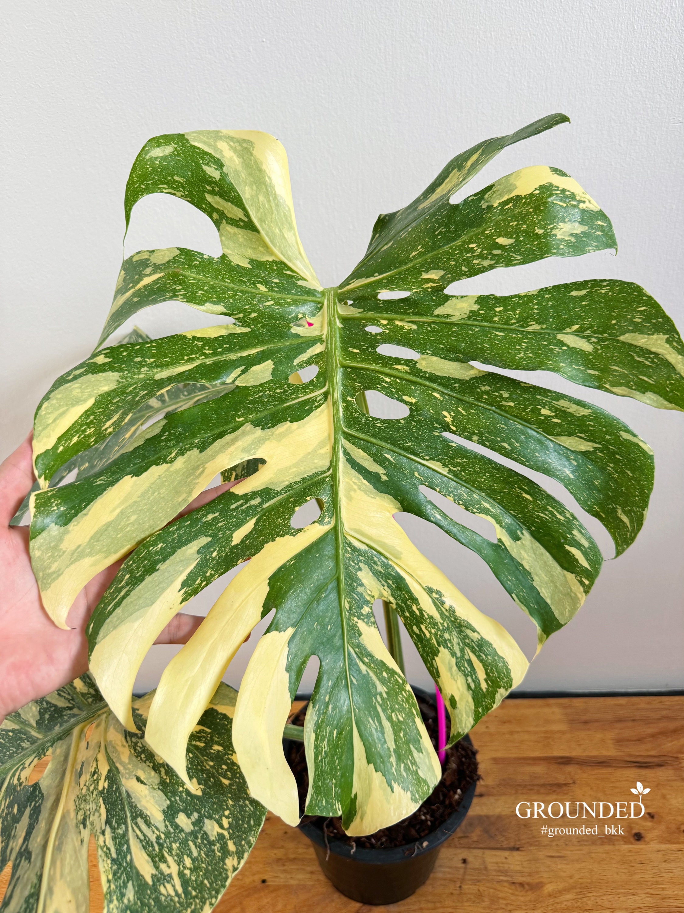 Monstera Creme Brulee - Etsy Monstera Creme Brulee - Etsy