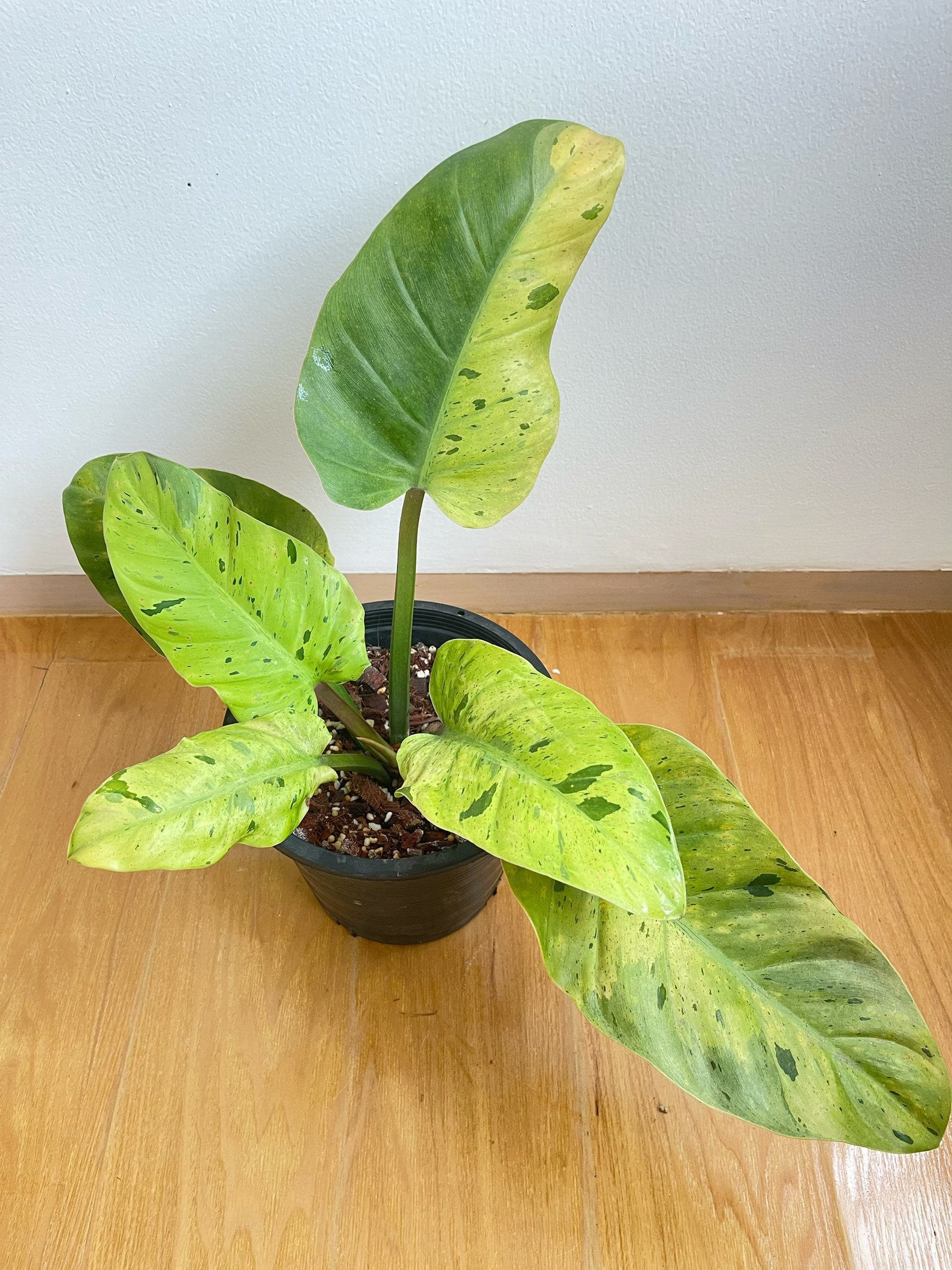 Rare Philodendron Ruaysap Variegated Free Shipping | Etsy Australia