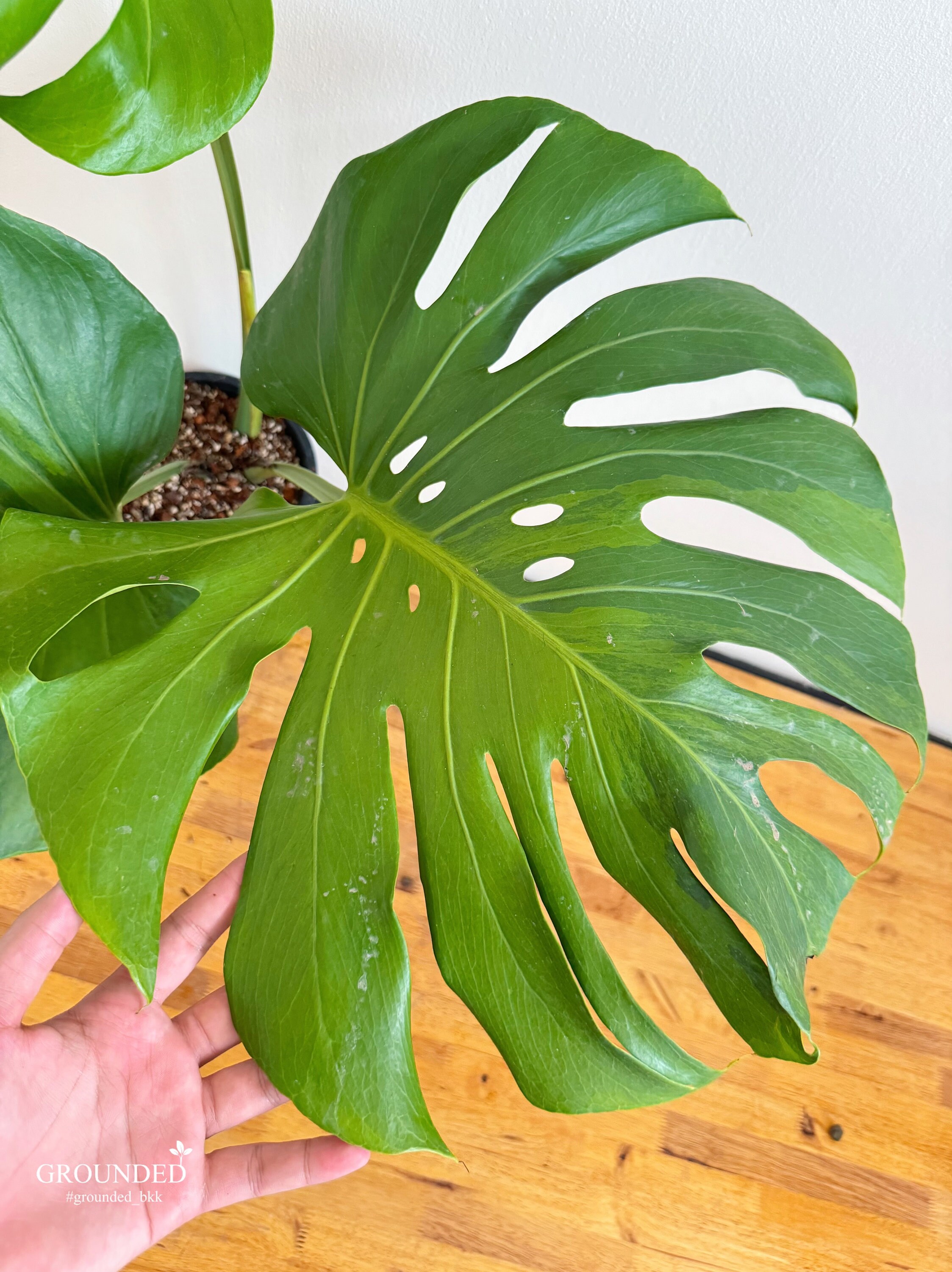Rare Monstera Deliciosa Green on Green - Etsy