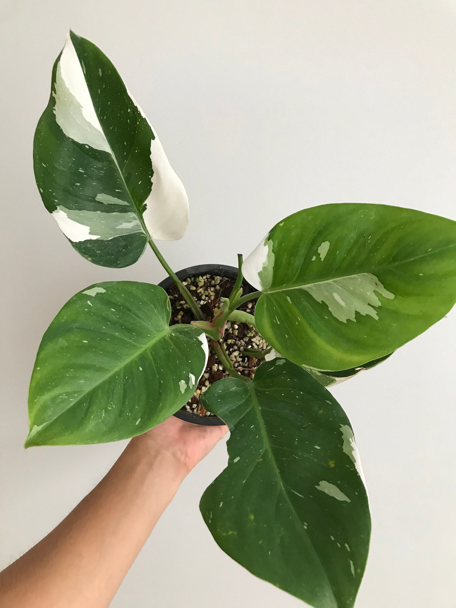 Philodendron white wizard Free shipping Phytosanitary Etsy